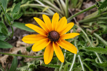 yellow flower in the garden