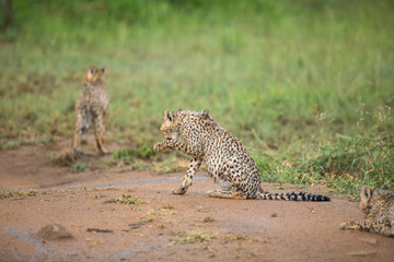 A young cheetah cub soaked in a later afternoon thundershower. 