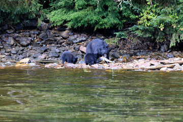 Neets Bay, Alaska / USA - August 18, 2019: Alaska black bear, Neets Bay, Alaska, USA