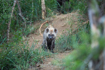 Young spotted hyaena around a den. Incredibly curious as to what we were doing there. 