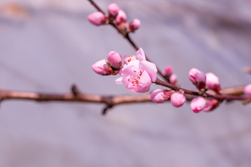 Beautiful blooming peach tree in early spring. Spring background - peach tree buds, blossomed on a sunny day