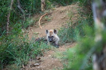 Young spotted hyaena around a den. Incredibly curious as to what we were doing there. 