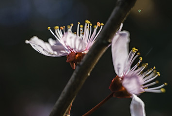 Nice cherry blum flowers on the tree with dark  background