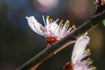 Nice cherry blum flowers on the tree with dark  background