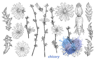 .Chicory. A collection of sketches of various flowers, leaves and chicory root..Hand-drawn vector .illustration in vintage style. Isolated design elements. Clipart.