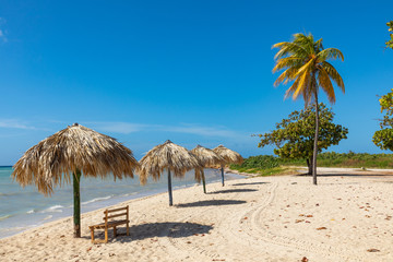 Trinidad, Cuba. Coconut on an exotic beach with palm tree entering the sea on the background of a sandy beach, azure water, and blue sky.