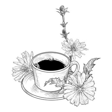 Chicory flowers and coffee cup with saucer. Hand-drawn vector .illustration in vintage style.