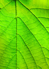 Fototapeta na wymiar Texture of green fresh leaf close up. Abstract blurred background.