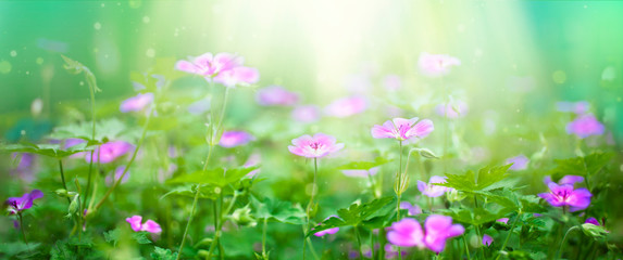 Pink wild flowersin a meadow on a summer day. Natural blurred background