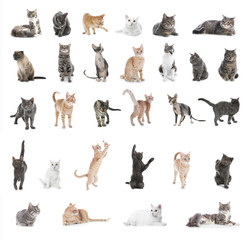 Collage of beautiful cats on white background. Lovely pet