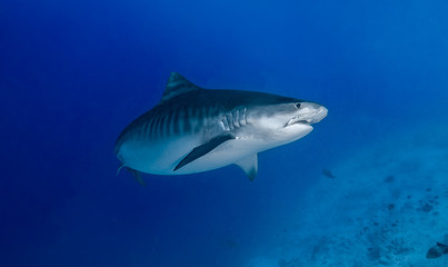 Naklejka premium Tigerhai auf den Malediven Fuvahmulah