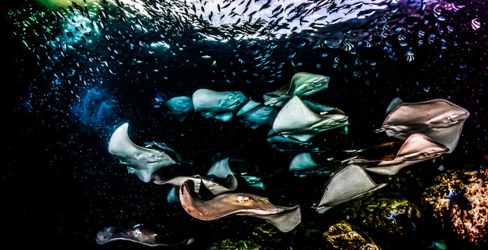 Fantasy Stechrochen auf den Malediven fineart fische