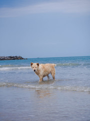 dog in the sea 