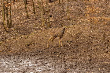 Roe deer group in the oak forest