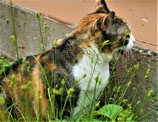 cat in the garden