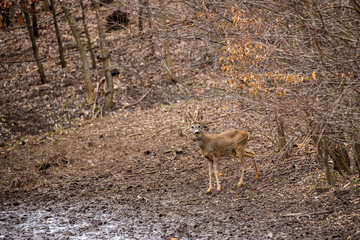 Roe deer group in the oak forest