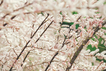 Blooming tamarisk. Spring natural background.