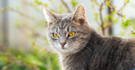 Bright and pleasant portrait of a tabby kitten with a serious expression on its face