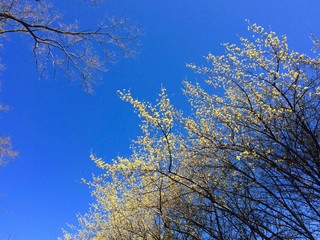 blooming Cornelian cherry dogwood in spring