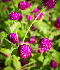 Flores redondas y malvas