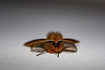 Close-up of a moth