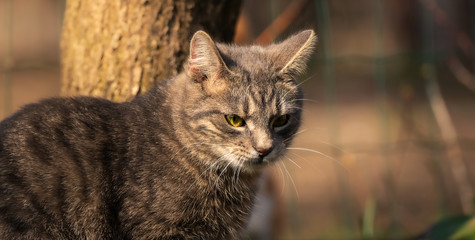 Pensive tabby kitten during sunset in the yard
