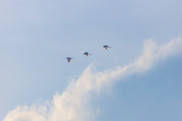 a group of egrets in flight
