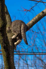 Tabby kitten climbs a dry tree in the backyard against the blue sky