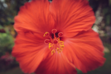 flores en el medio natural coloridas y bonitas