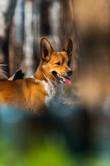 Bright portrait of welsh corgi in large bokeh