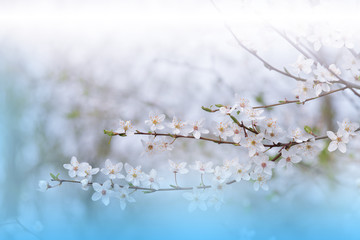 Beautiful Nature Background.Floral Art Design.Abstract Macro Photography.Spring Flowers.Creative Artistic Wallpaper.Celebration,love.Close up View.Happy Holidays.Copy Space.Sakura Cherry Blossom Tree.