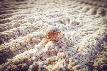 Cangrejo en la playa con su concha