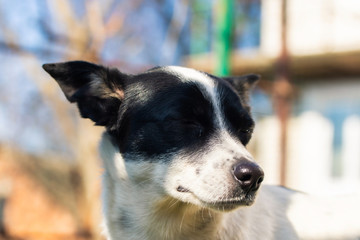 Sad basenji dog with closed eyes portrait