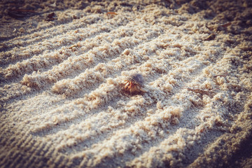 Cangrejo en la playa con su concha