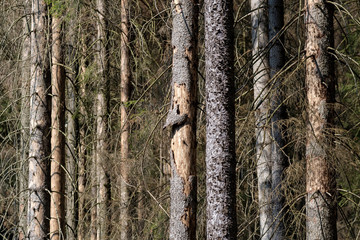 Borkenkäferbefall