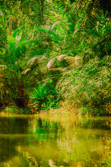 The wild nature. Beautiful landscape of  tropical forest with the river. Selective focus. Vertical image.