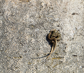 Accouplement lézards France