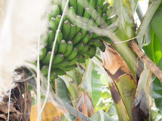 plataneras © Leonor