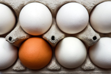 close up shot of egg whites in a paper carton with one brown among them, diversity and uniqueness, top view