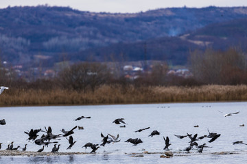 diversity of birds on a lake