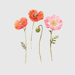 Beautiful vector watercolor floral set with red and pink poppy flowers. Stock illustration. - obrazy, fototapety, plakaty