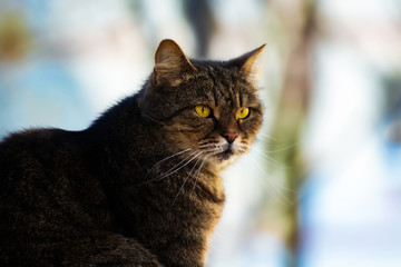 Portrait of a tabby cat on a simple blurred background, sharp photo of a stray animal
