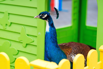 Peacock bird standing outdoors in a garden. Peafowl portrait. Feeder for peafowl. Zoological...