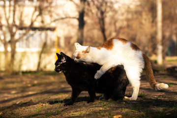 Naklejka na ściany i meble Cats are mating in a sunny meadow, animal sex