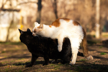 Cats are mating in a sunny meadow, animal sex