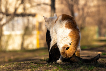 The cat jumps on the cat to do the act of mating