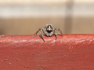 front macro view of spider (arachnide)