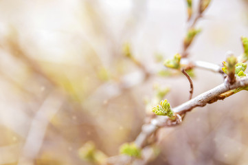 Beautiful spring background with young leaves. Art photo