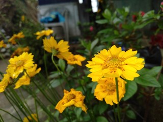 yellow flowers in the garden