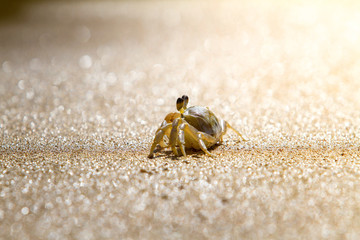 sand crab